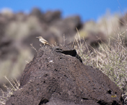 Rock Wren 4738